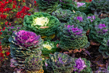 Decorative  cabbage (Brassica oleracea) white and purple