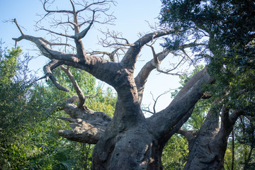 Fototapeta na wymiar baobab tree 