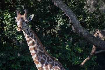 giraffe close up