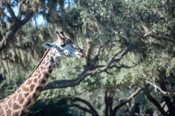 giraffe in the wild