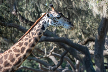 giraffe profile