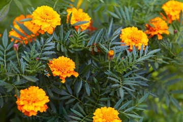 Bright marigold flowers closeup with a bee sitting in the middle of the flower, orange blooming background. Blackbringer flowerbed, copy space (Tagetes erecta, Mexican, Aztec or African marigold)