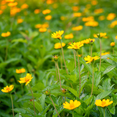 Singapore dailsy flowers