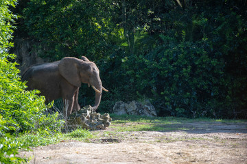 elephant profile