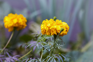 Bright marigold flowers closeup with a bee sitting in the middle of the flower, orange blooming background. Blackbringer flowerbed, copy space (Tagetes erecta, Mexican, Aztec or African marigold)