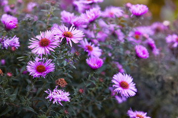Chrysanthemum flowers as a background close up. Vibrant pink Chrysanthemums. Chrysanthemum wallpaper. Floral background. Selective focus.