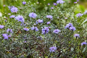 Obraz premium Chrysanthemum flowers as a background close up. Blue and violet small Chrysanthemums. Chrysanthemum wallpaper. Floral background. Selective focus.