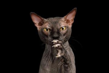 Portrait of Playful Sphynx Cat, Gazing and catching paw Isolated on Black Background, front view