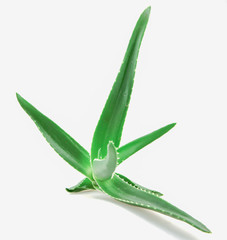 Close-Up Of Aloe Vera On White Background.