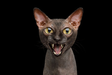Funny Portrait of Angry Sphynx Cat Gazing and Meow, Isolated on Black Background, front view