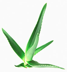 Obraz premium Close-Up Of Aloe Vera On White Background.