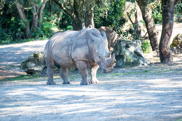 Obraz premium rhinoceros 3