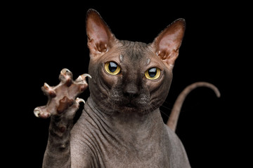 Portrait of Playful Sphynx Cat, Gazing and raising paw with claws Isolated on Black Background,...