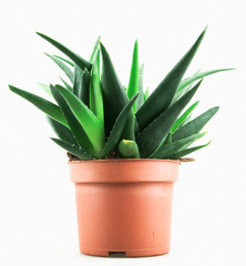 Close-Up Of Aloe Vera On White Background.