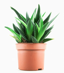 Close-Up Of Aloe Vera On White Background.