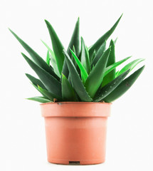 Close-Up Of Aloe Vera On White Background.