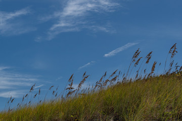 Beach Grass