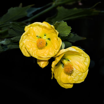 Yellow Twin Flowers