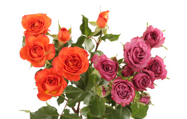 Red  roses flower bouquet on white background