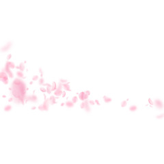 Sakura petals falling down. Romantic pink flowers 