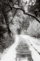 Cold winter path