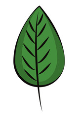 Leaf nature cartoon