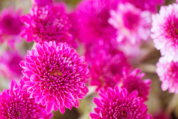 Colorful flowers chrysanthemum made with gradient for background,Abstract,texture,Soft and Blurred style.postcard.