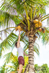 Young european man climbing on coconut palm. Bali island.