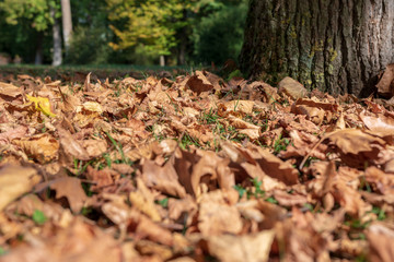 Oranges Laub am Boden im Herbst