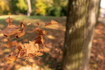 Fallendes Laub im Herbst