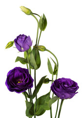 Purple eustoma flowers (prairie gentian) isolated on white background.