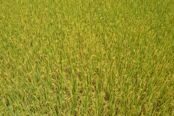 Rice Field with a Nature Background