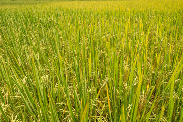 Rice Field with a Nature Background