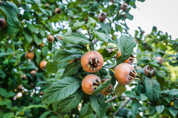 Medlar fruit on a branch. Fruit of Mespilus germanica