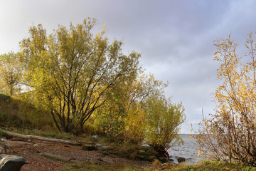 Fototapeta na wymiar Gold autumn foliage on coastal willows. The sun's rays through the clouds