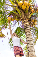 Young european man climbing on coconut palm. Bali island.