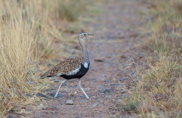 A male Northern Black Korhaan walks through an opening in the grass image in landscape format with copy space
