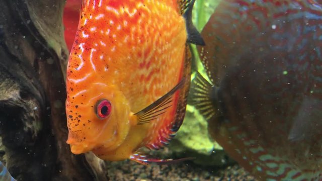 Diskusfische im Aquarium