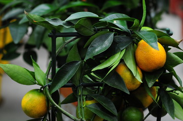 decorative citrus tree. Citrus sinensis