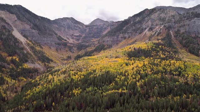 Aerial view flying towards mountain range during Fall with yellows aspen trees and green pine forest.