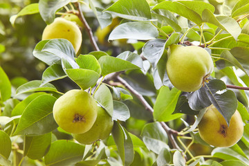Plenty of fresh juicy pears on pear tree branch. Organic pears in natural environment. Crop of pears in summer garden. Summer fruits. Autumn harvest season