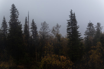 forest in the fog in autumn