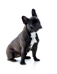 Black french bulldog, isolated