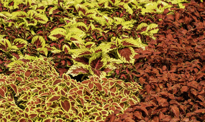 Colorful Leaves