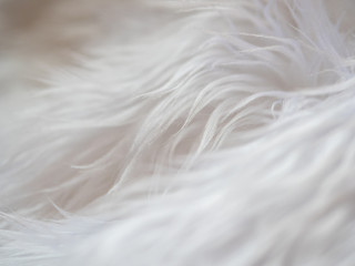 Obraz premium Peluche Teddy texture closeup