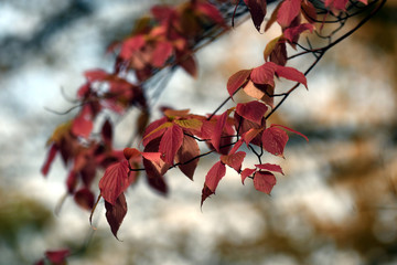 red autumn leaves