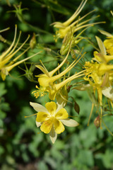 Golden columbine