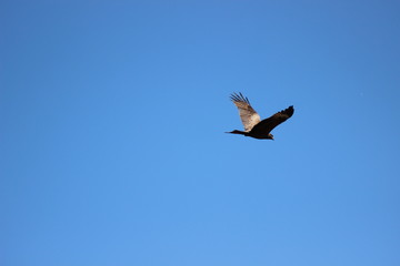 seagull in flight