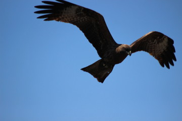 Obraz premium bald eagle in flight