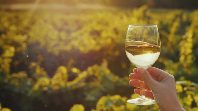 Hand with a glass of white wine on the background of the vineyard, the setting sun beautifully illuminates the glass